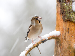 Kernbeißer (Coccothraustes coccothraustes)