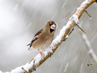 Kernbeißer (Coccothraustes coccothraustes)