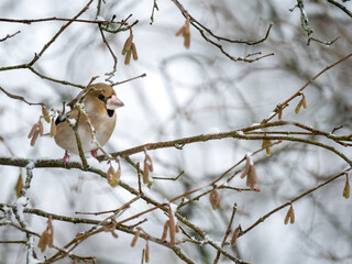 Kernbei&szlig;er&nbsp;(Coccothraustes coccothraustes)