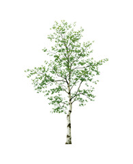 Obraz premium Young White Birch Tree with Summer Green Foliage and Characteristic Black and White Bark in Full Growth Isolated on Transparent and White Background