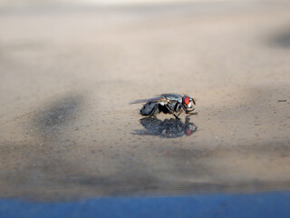 Large grey fly.