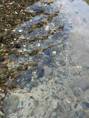 stream in the forest