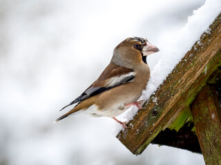 Kernbeißer (Coccothraustes coccothraustes)   
