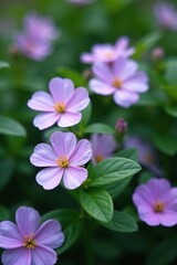 Naklejka premium Pastel purple blooms amidst lush green foliage, flowers, blooming flowers, green leaves