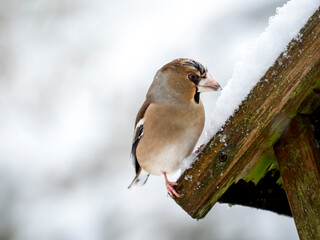 Kernbeißer (Coccothraustes coccothraustes)