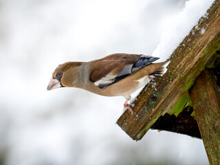 Kernbeißer (Coccothraustes coccothraustes)