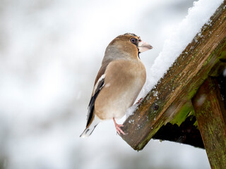 Kernbeißer (Coccothraustes coccothraustes)