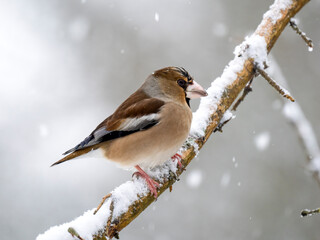 Kernbeißer (Coccothraustes coccothraustes)
