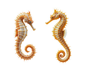 Obraz premium Two Golden Orange Seahorses with Detailed Spiny Texture and Curled Tails in Mirror Position Isolated on Transparent and White Background