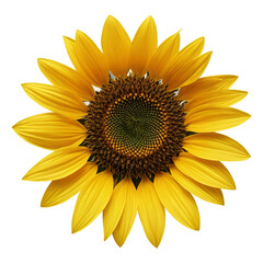 Naklejka premium sunflower isolated on white background