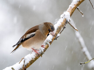 Kernbeißer (Coccothraustes coccothraustes)   