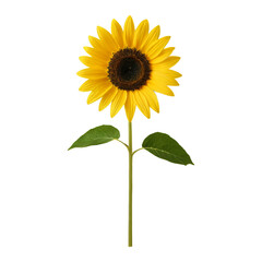 Obraz premium sunflower isolated on white background
