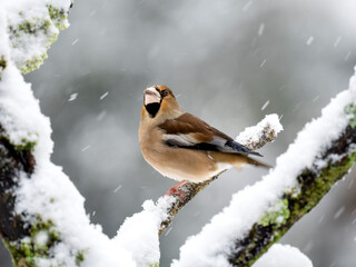 Kernbeißer (Coccothraustes coccothraustes)