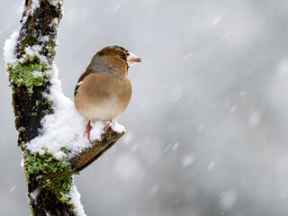 Kernbeißer (Coccothraustes coccothraustes)