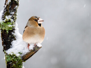 Kernbeißer (Coccothraustes coccothraustes)