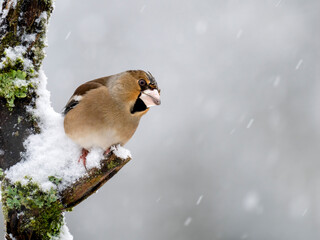 Kernbeißer (Coccothraustes coccothraustes)