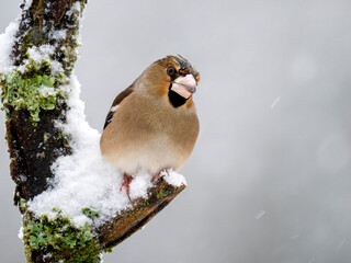 Kernbeißer (Coccothraustes coccothraustes)