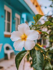Delicate White Blossom in Front of a Colorful House
