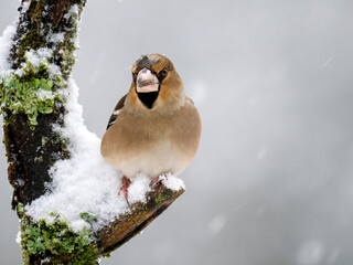 Kernbeißer (Coccothraustes coccothraustes)