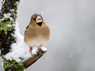 Kernbeißer (Coccothraustes coccothraustes)
