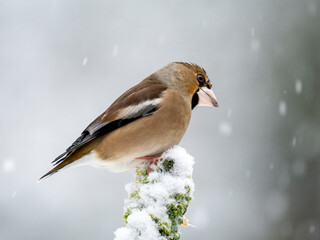 Kernbeißer (Coccothraustes coccothraustes)