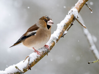 Kernbeißer (Coccothraustes coccothraustes)