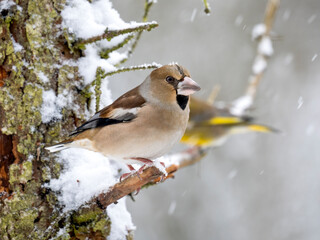 Kernbeißer (Coccothraustes coccothraustes)