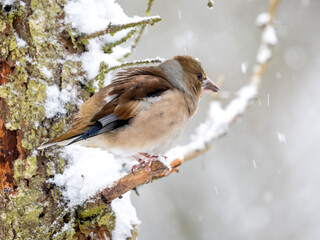 Kernbeißer (Coccothraustes coccothraustes)