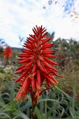 Aloe vera flower. High quality photo