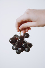 Hand holding black grapes on white background with copy space