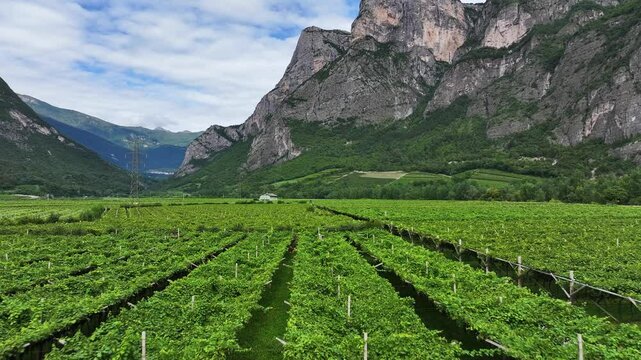Vista zenitale fatta con un drone di un paesaggio agricolo italiano coltivato a viti.