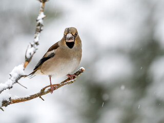 Kernbeißer (Coccothraustes coccothraustes)