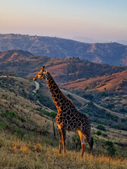 Majestic giraffe at sunset in the Valley of a Thousand Hills, South Africa. © Nicolas Meder