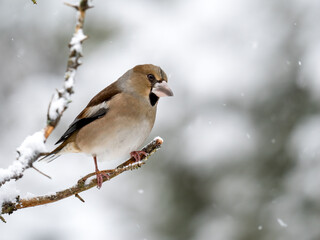 Kernbeißer (Coccothraustes coccothraustes)   