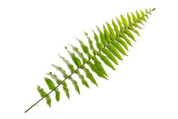fern leaf isolated on white background. cut out