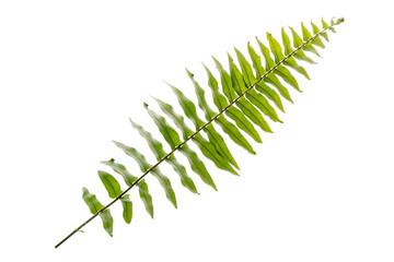 fern leaf isolated on white background. cut out