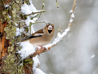 Kernbeißer (Coccothraustes coccothraustes)