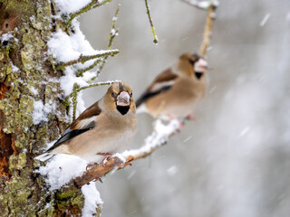 Kernbeißer (Coccothraustes coccothraustes)
