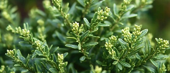 Obraz premium Close-up of the leaves and branches of juniper, which grow in dense clusters. The green foliage has small flowers that give off an arid or floral scent when they blossom. 