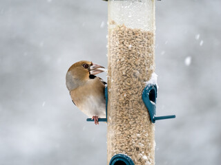 Kernbeißer (Coccothraustes coccothraustes)