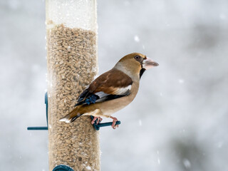 Kernbeißer (Coccothraustes coccothraustes)