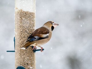 Kernbeißer (Coccothraustes coccothraustes)