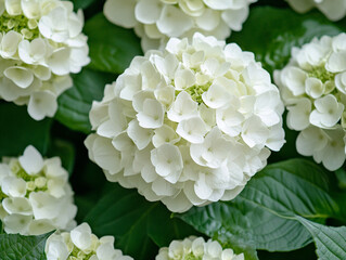 White Hydrangea Flower in Full Bloom