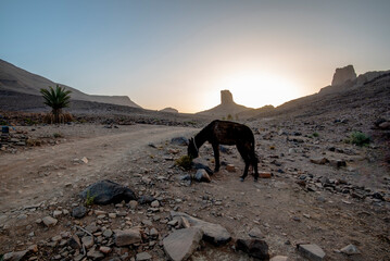 2024 03 14 Jebel Saghro Bab n Ali 32