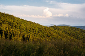 Obraz premium Lush Green Hills and Pine Forests Under Cloudy Sky