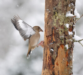 Kernbeißer (Coccothraustes coccothraustes)