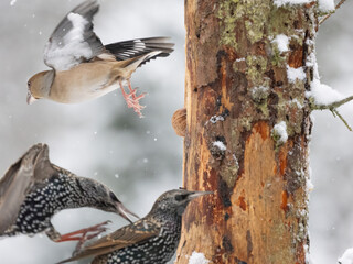 Kernbeißer (Coccothraustes coccothraustes)