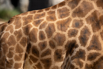 Detail of Rothschild's giraffe skin print ( Giraffa camelopardalis rothschildi)
