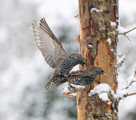 Kernbeißer (Coccothraustes coccothraustes)
