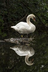 swan on the lake